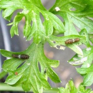 First instar caterpillars