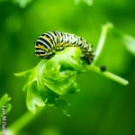 Raise A Caterpillar Workshop