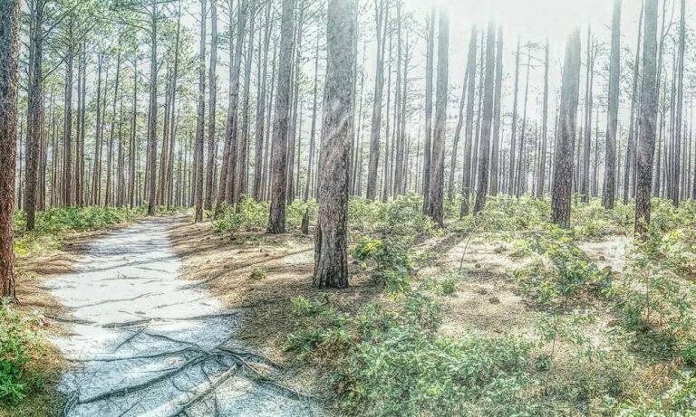 Weymouth Woods State Park