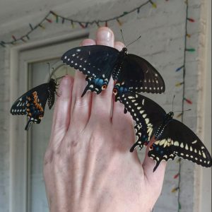 Handful of newly eclosed Swallowtails