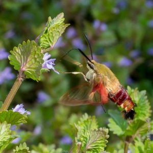 Clearwing Hummingbird moth