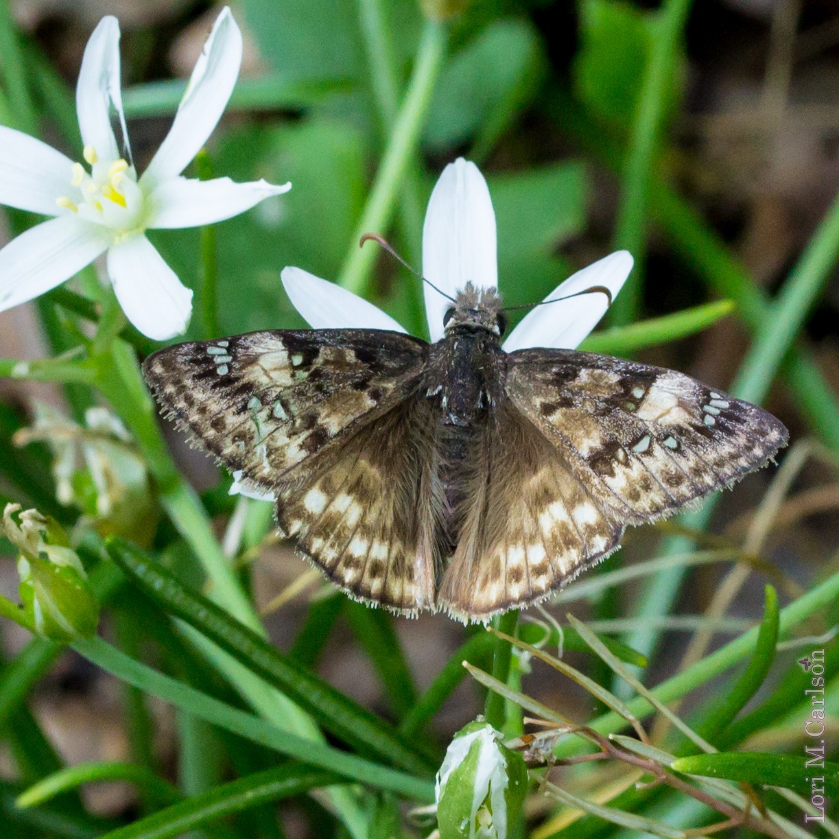 april20 (23 of 23) – Backyard Butterflies
