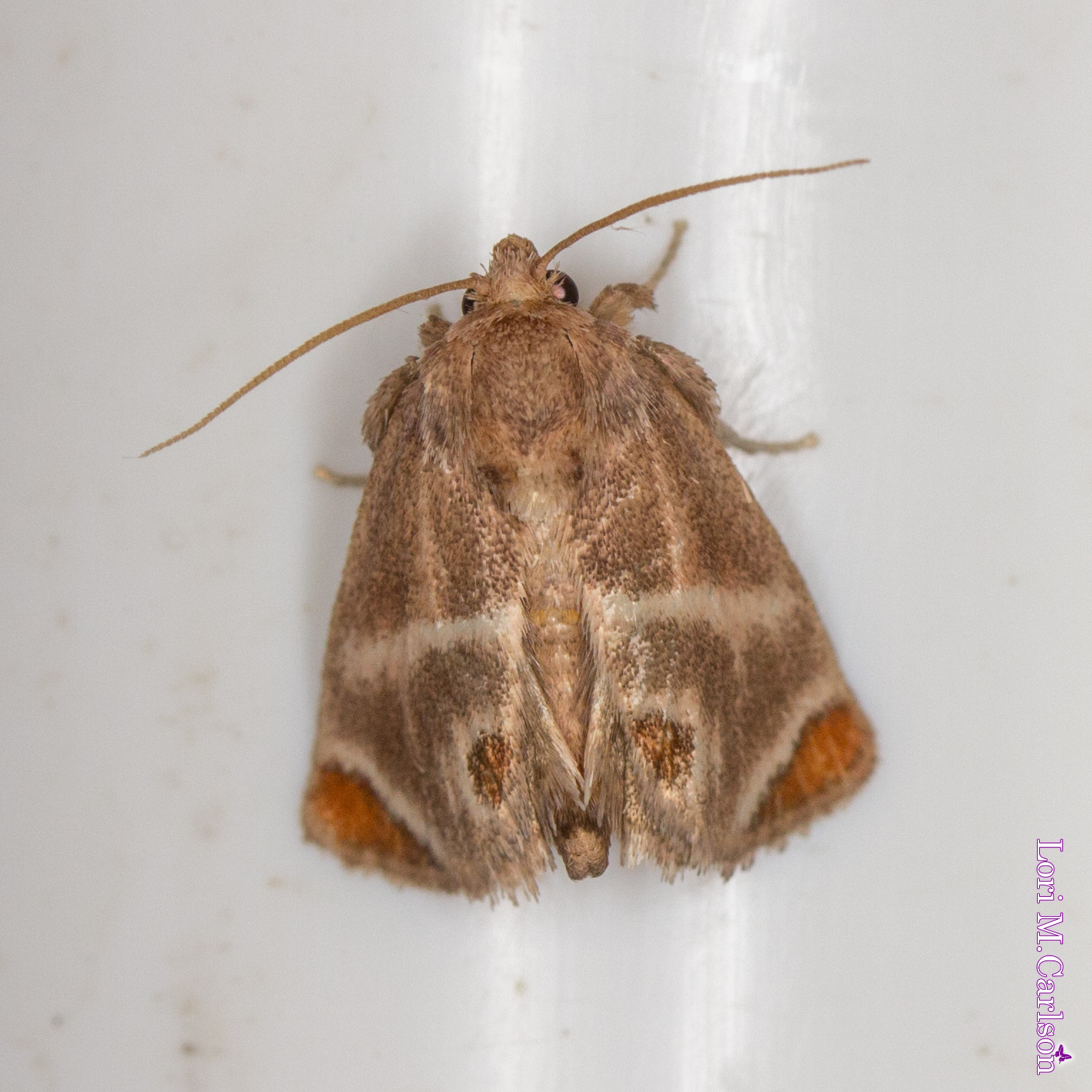 Moth Night – Backyard Butterflies