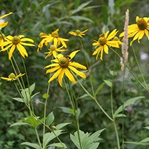Susan, Cut-leaf coneflower