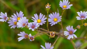 Aster, Sky Blue