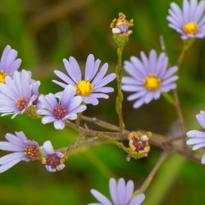 Aster, Sky Blue