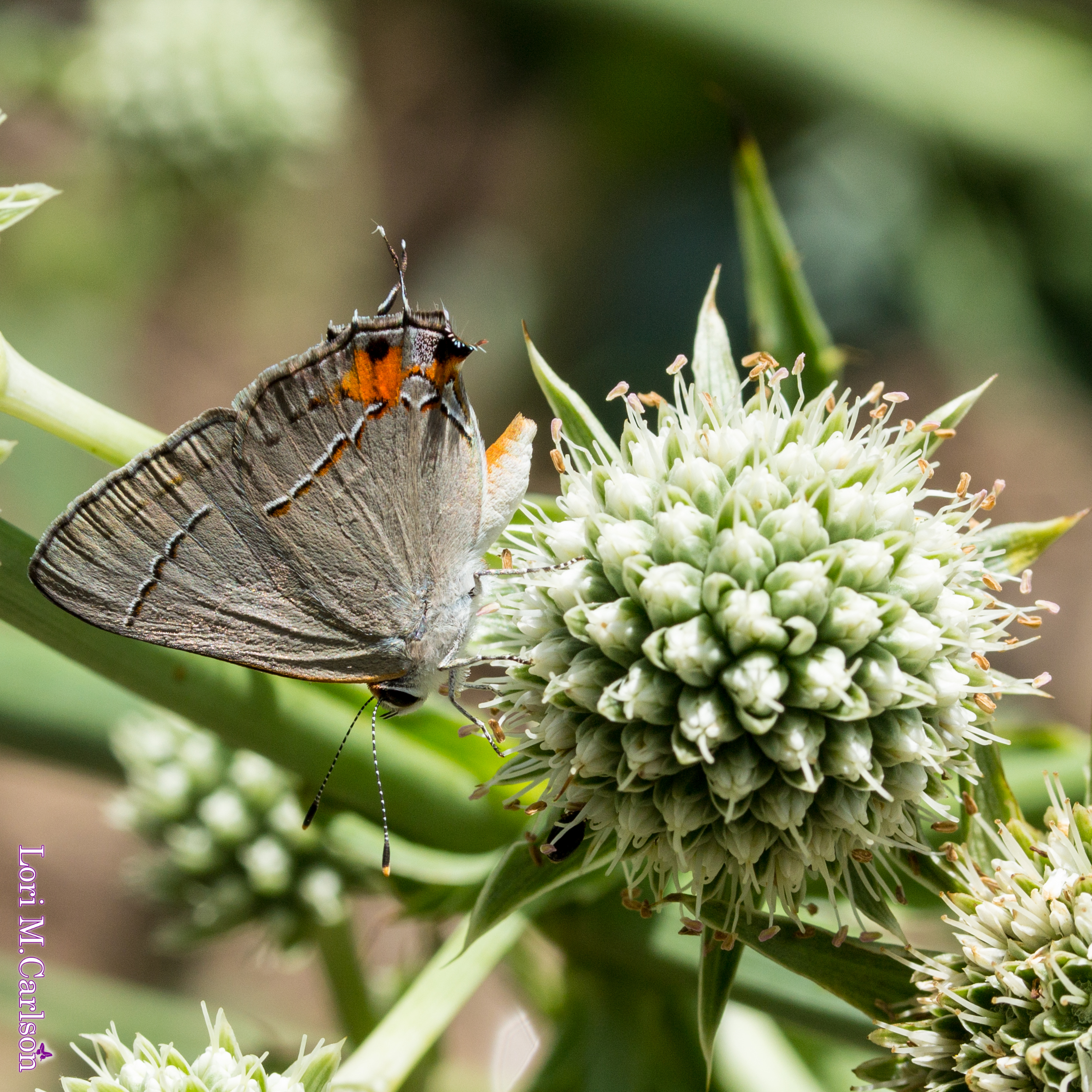 Rattlesnake Master - Image 2
