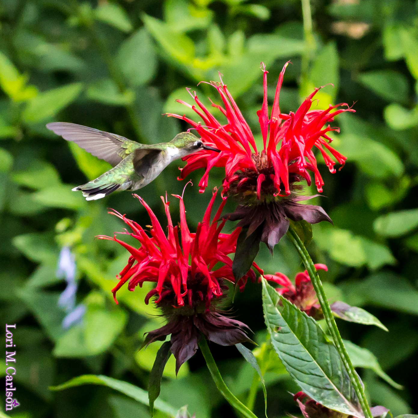 Beebalm, Scarlet