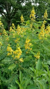 Wild Senna