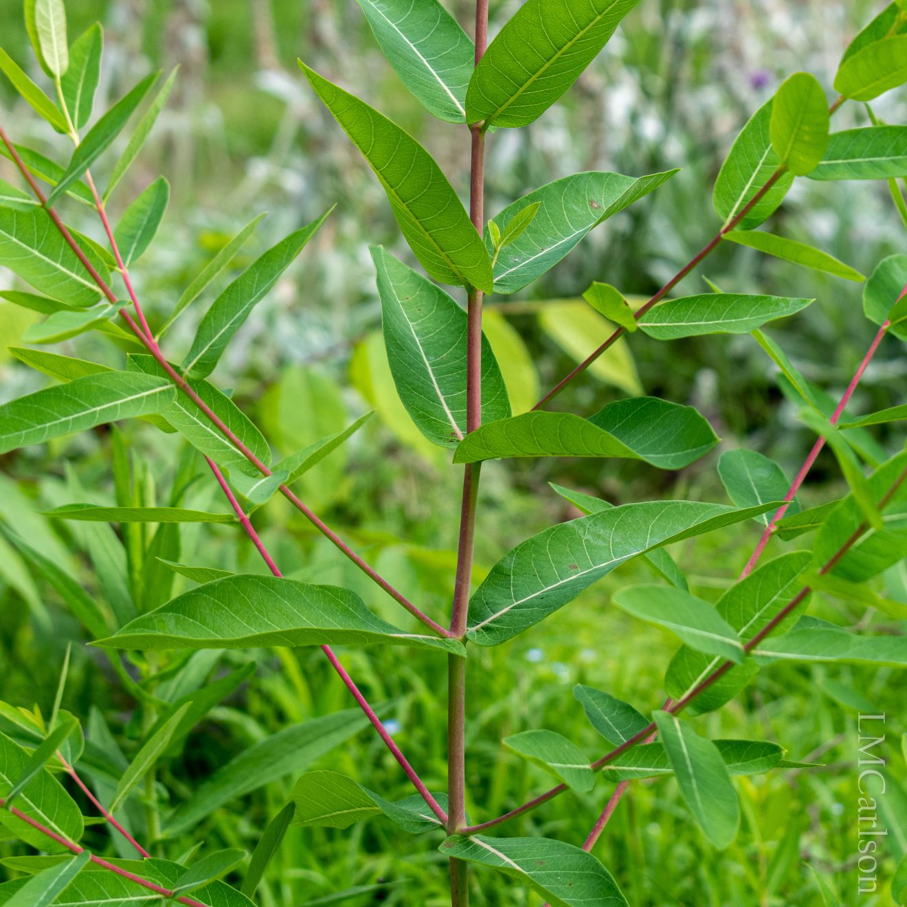 Dogbane