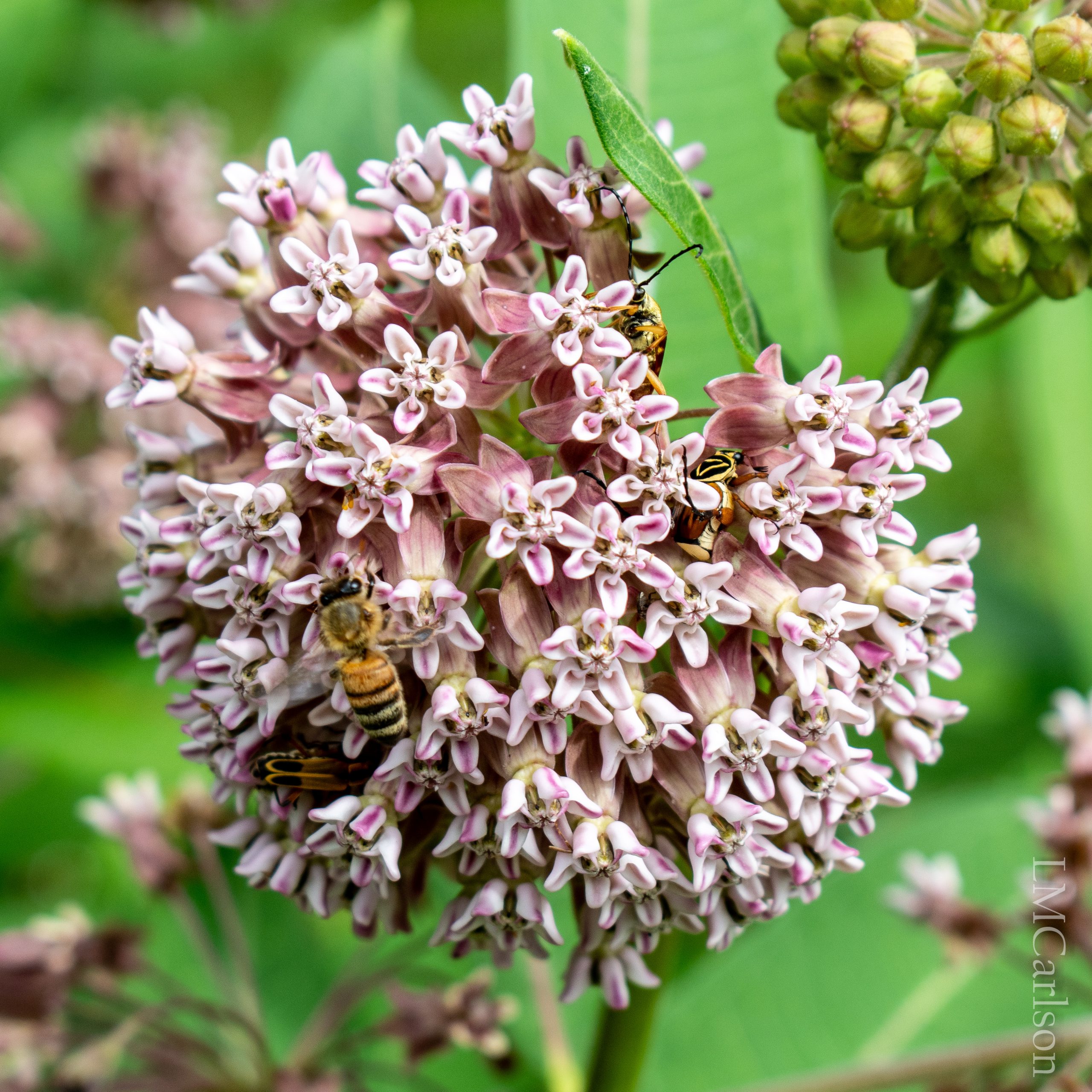 Milkweed, Common
