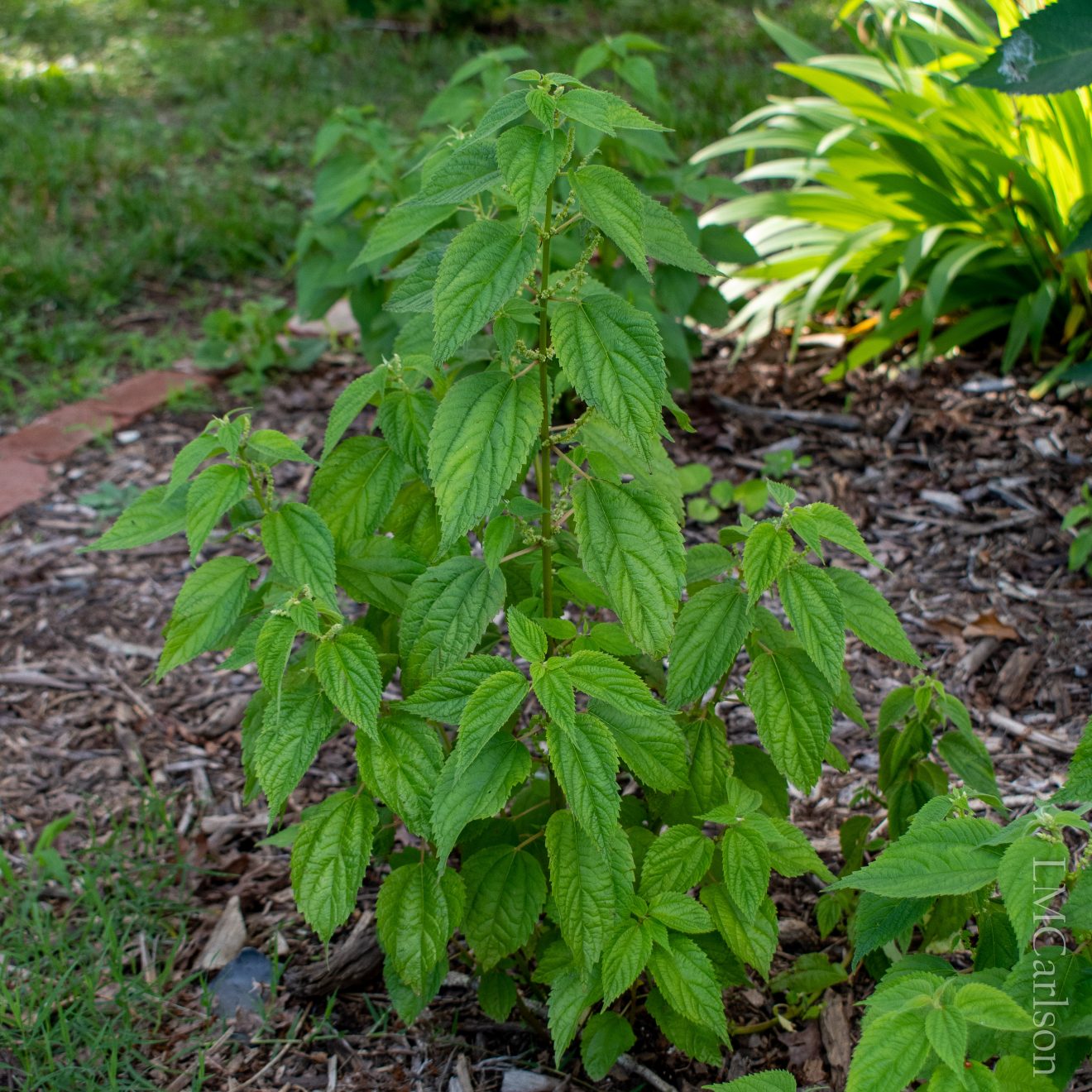 Small Spike False Nettle
