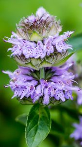 Downy Wood Mint