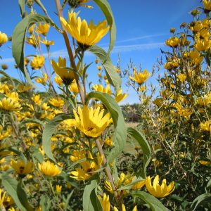 Sunflower, Maximillian's