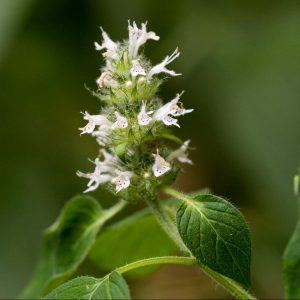 Wood Mint, Hairy