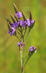 Vervain, Blue
