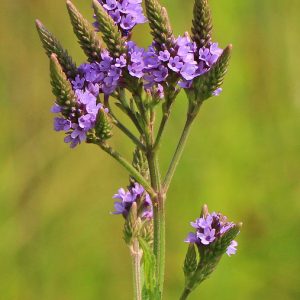 Vervain, Blue