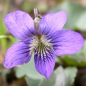 Common Blue Violet