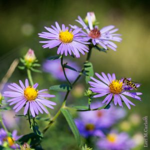 Aster, Aromatic