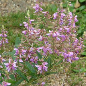 Trefoil, Showy-tick