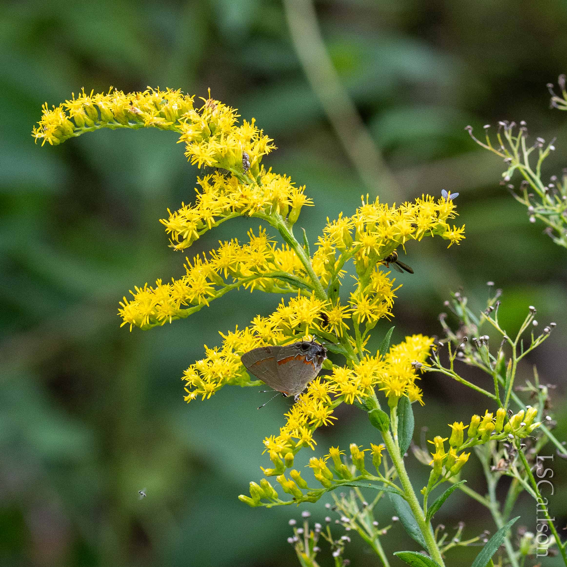 Goldenrod, Sweet