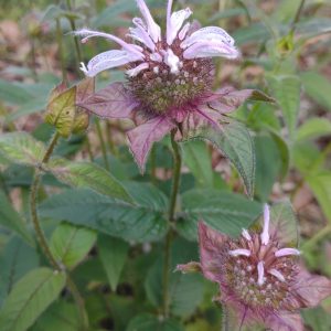 Beebalm, Bradbury's