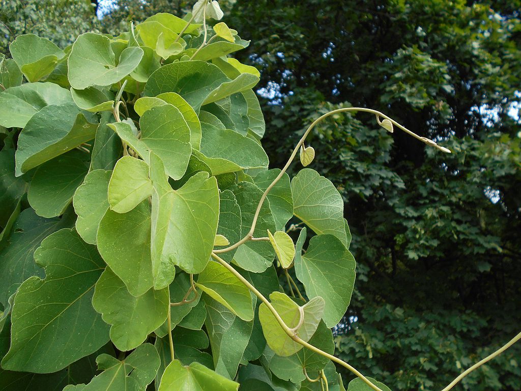 Pipevine, Woolly