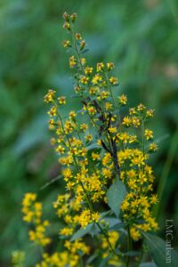 Goldenrod, Zigzag