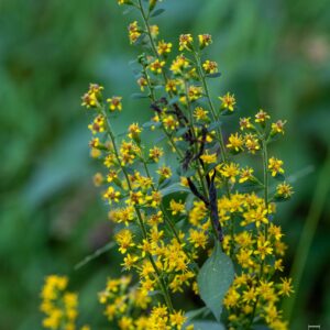 Goldenrod, Zigzag