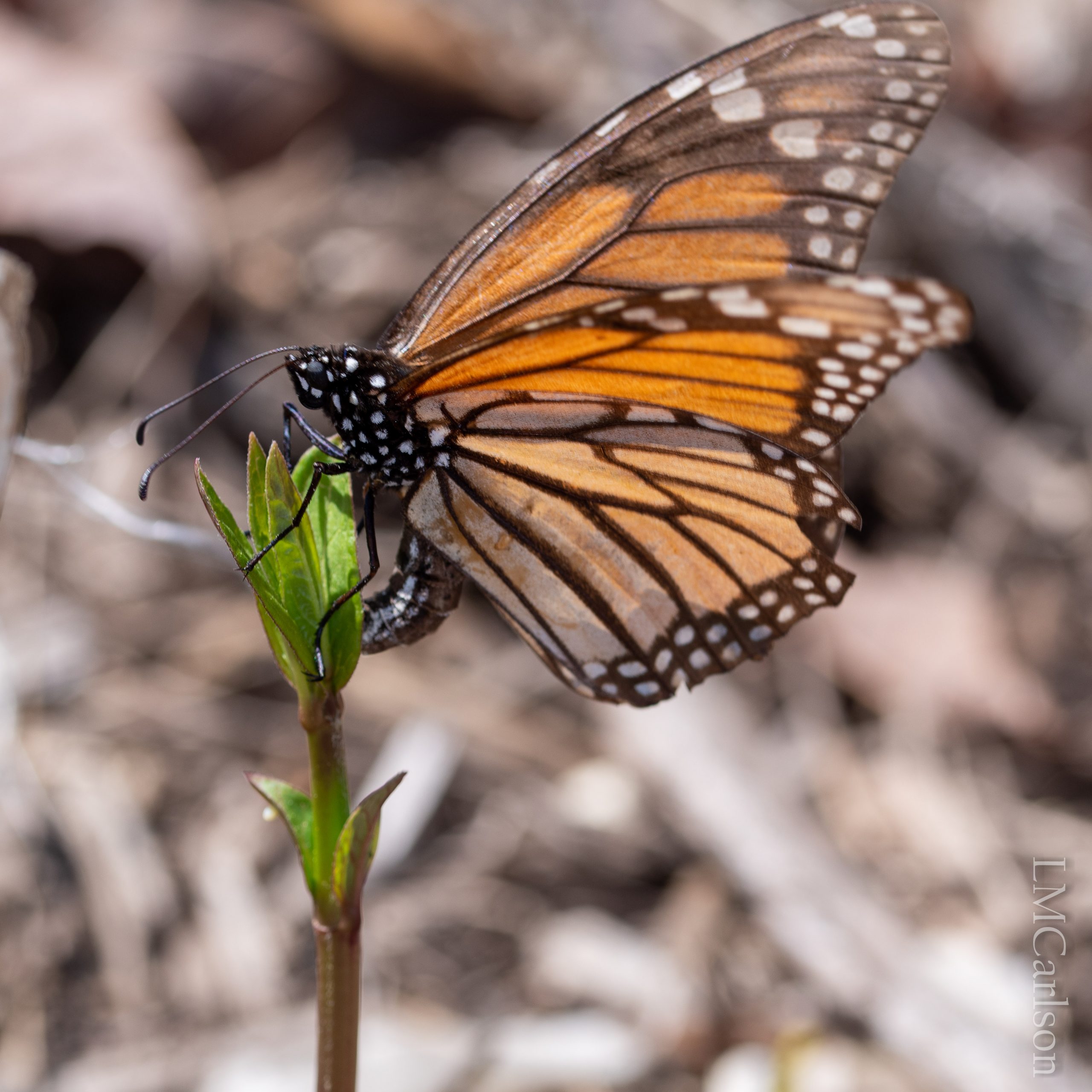 april 11-7419 – Backyard Butterflies