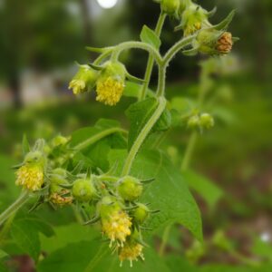 Small-flowered Leafcup