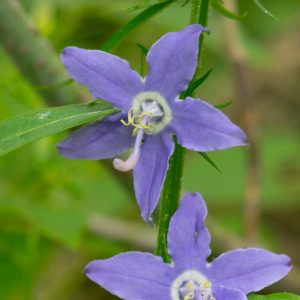 Tall Bellflower