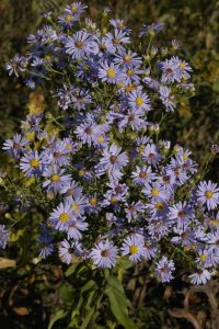 Aster, Smooth Blue