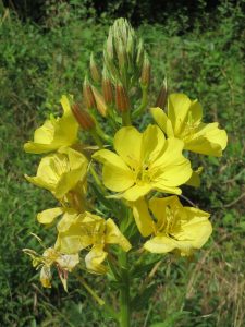 Common Evening Primrose