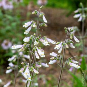Beardtongue, Hairy