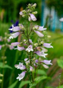 Beardtongue, Calico