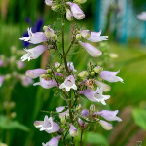 Beardtongue, Calico