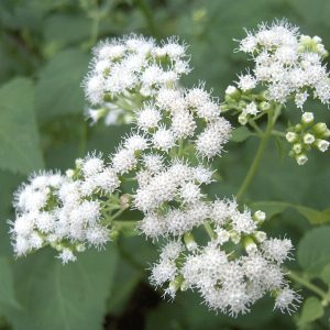 White Snakeroot