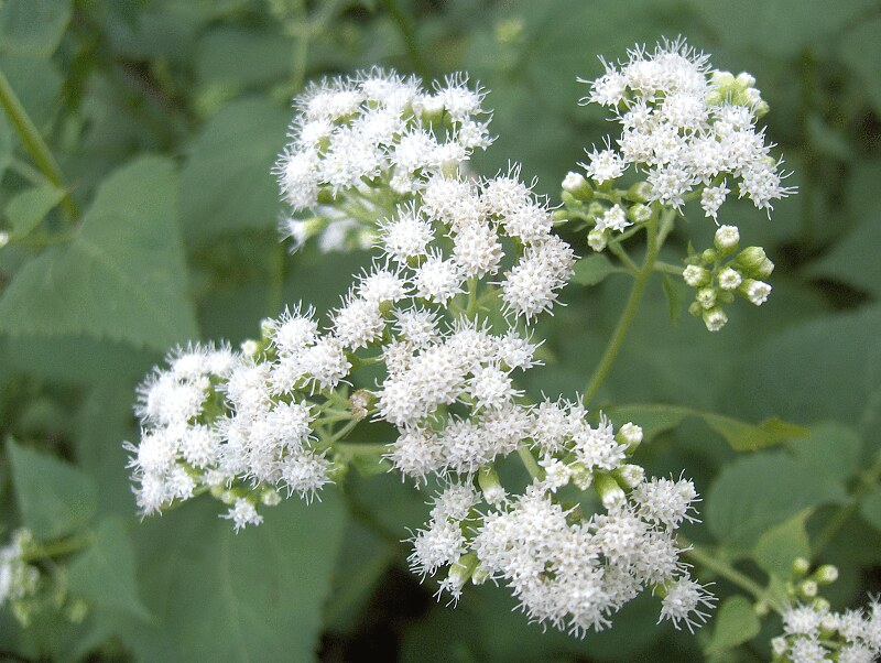 White Snakeroot