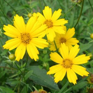 Lance-leaf Coreopsis