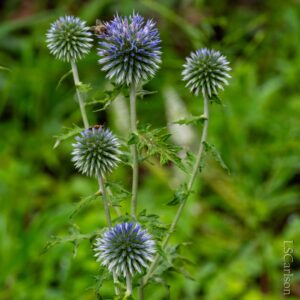 Blue Globe Thistle