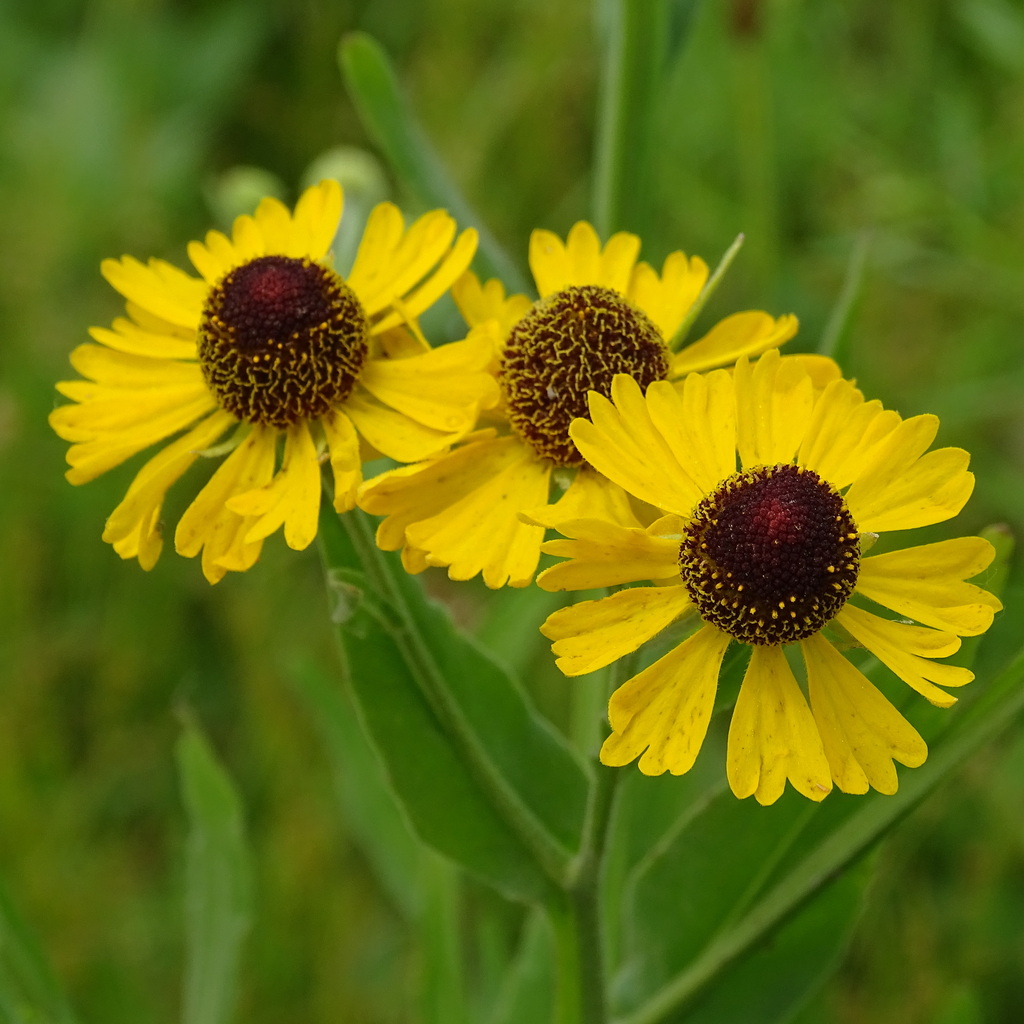 Purple-headed Sneezeweed