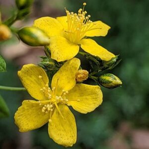 St. John's Wort, Dotted
