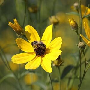 Coreopsis, Tall