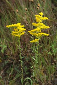 Goldenrod, Old Field