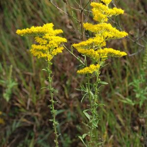 Goldenrod, Old Field