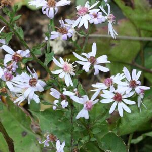 Aster, Heart-leaved