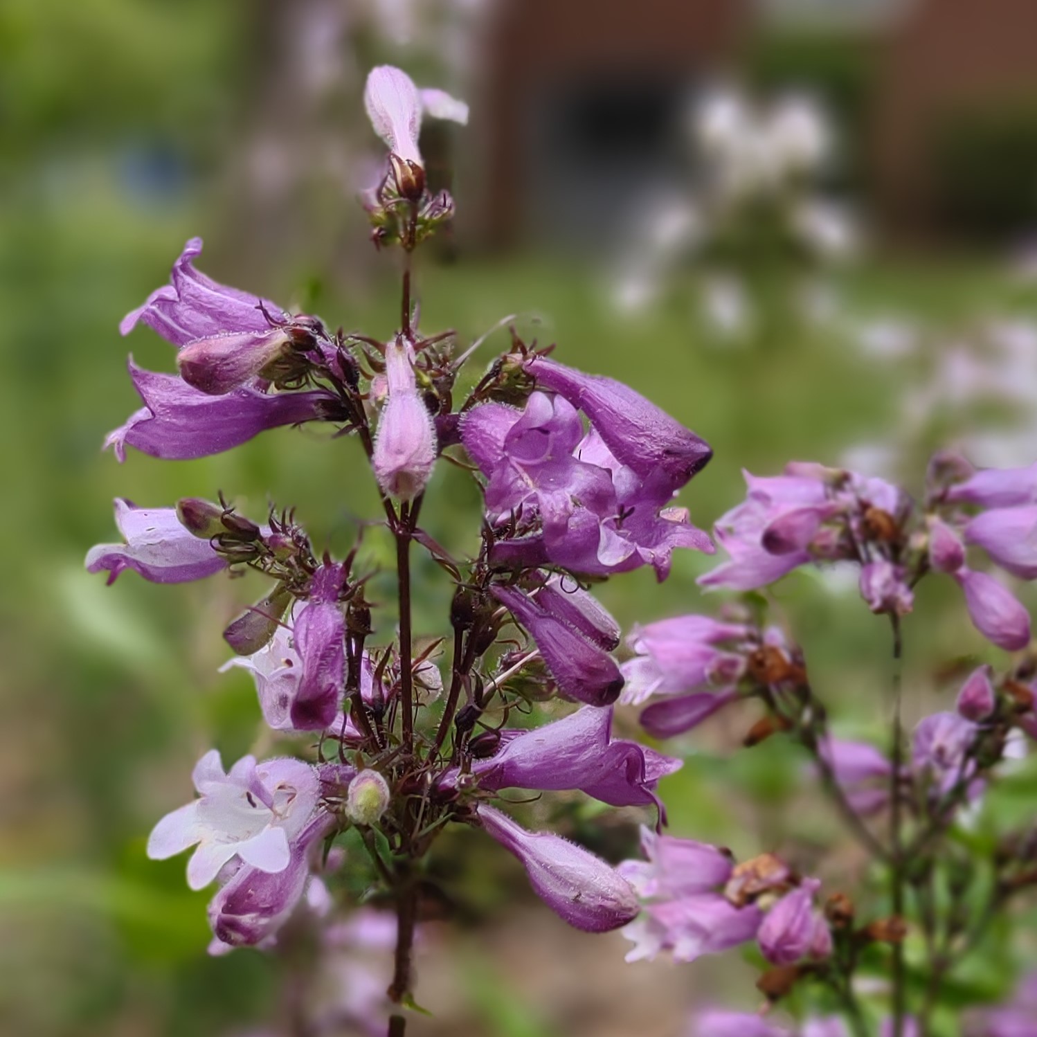 Beardtongue, Calico
