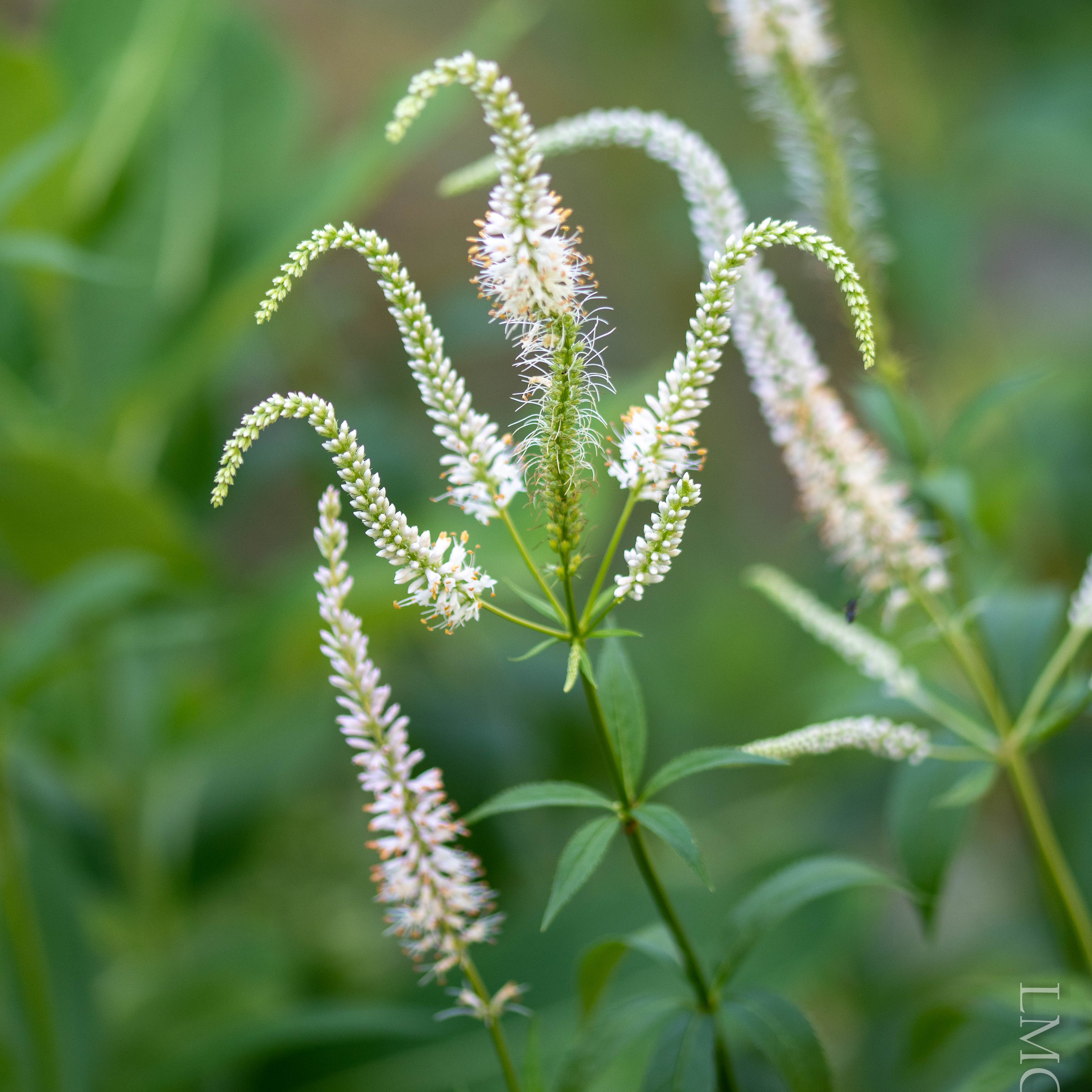 Culver's Root