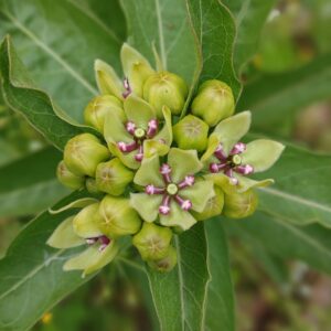 Milkweed, Green